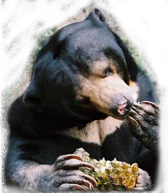 bear eating
