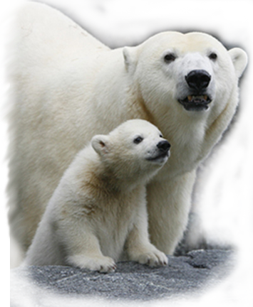 class bear