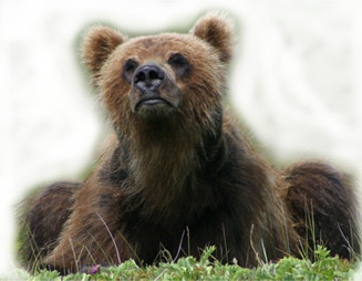 gallery bear