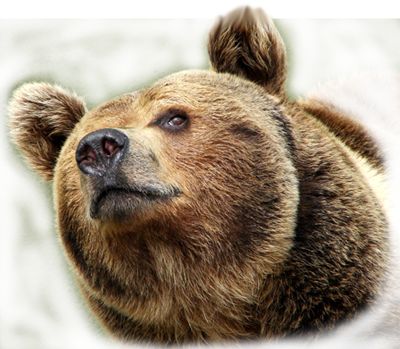 products bear