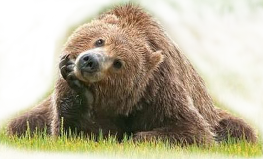 thinking-bear